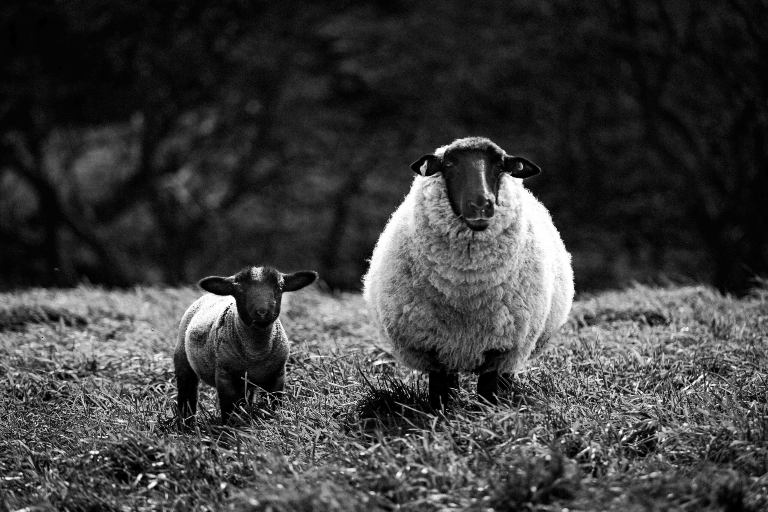 azoreansheeps