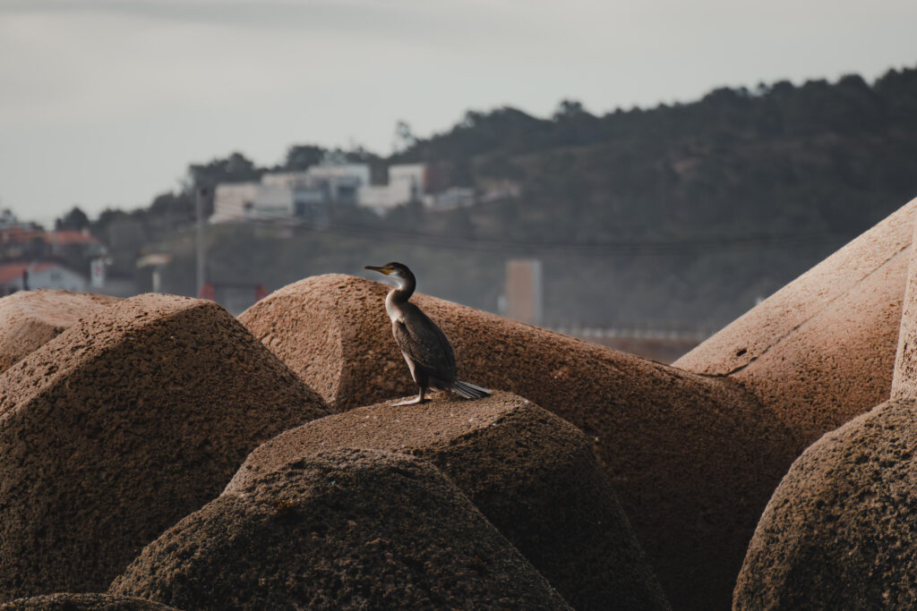 Ocean Birds