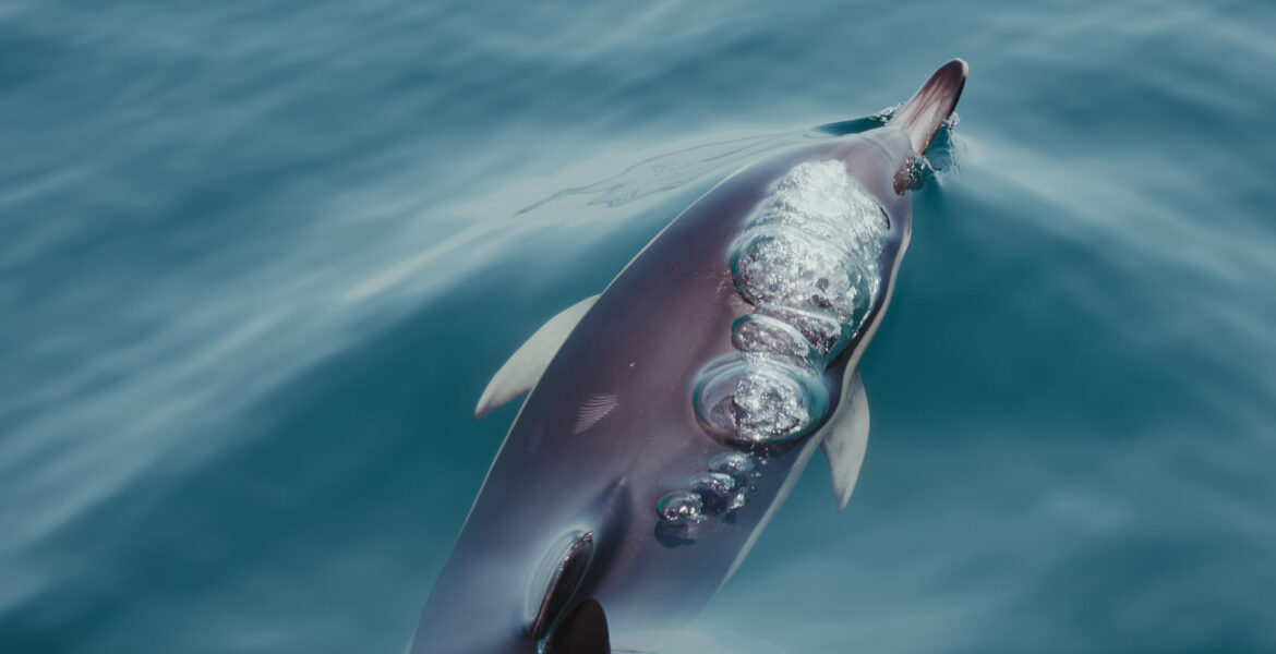Wildlife Dolphins