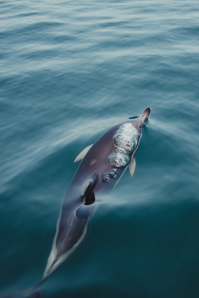 Wildlife Dolphins