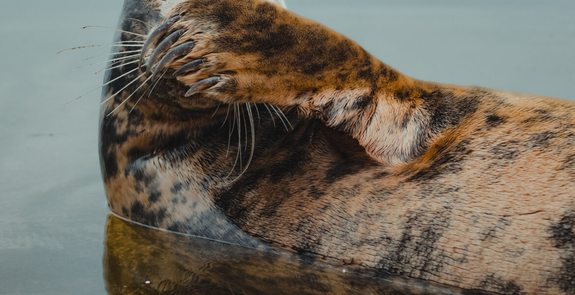 wild lost seal