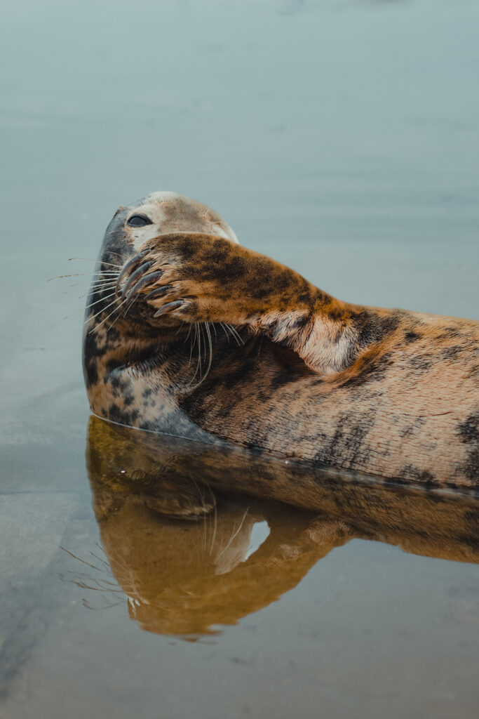 wild lost seal