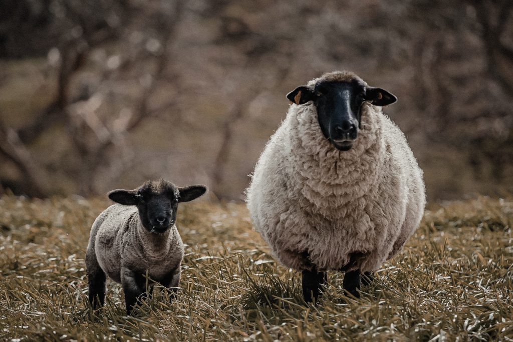 Sheeps photoshoot at Azores