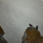 silent morning_missroofless