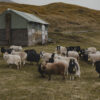 8postcard_faroe_missroofless