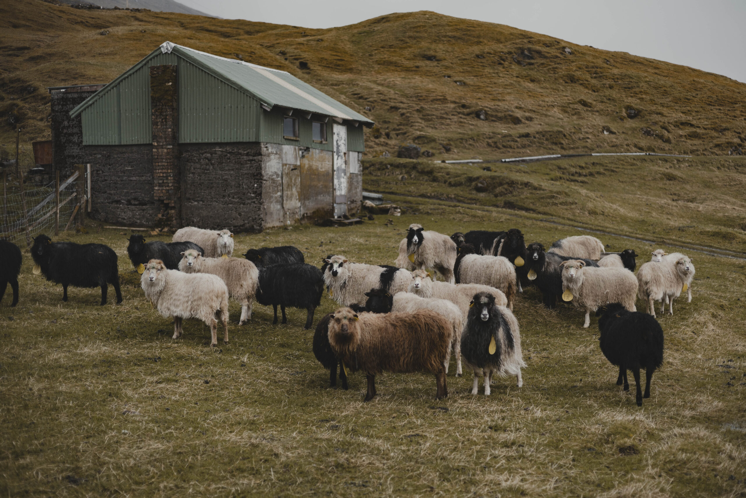 8postcard_faroe_missroofless