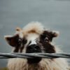 9postcard_faroe_missroofless
