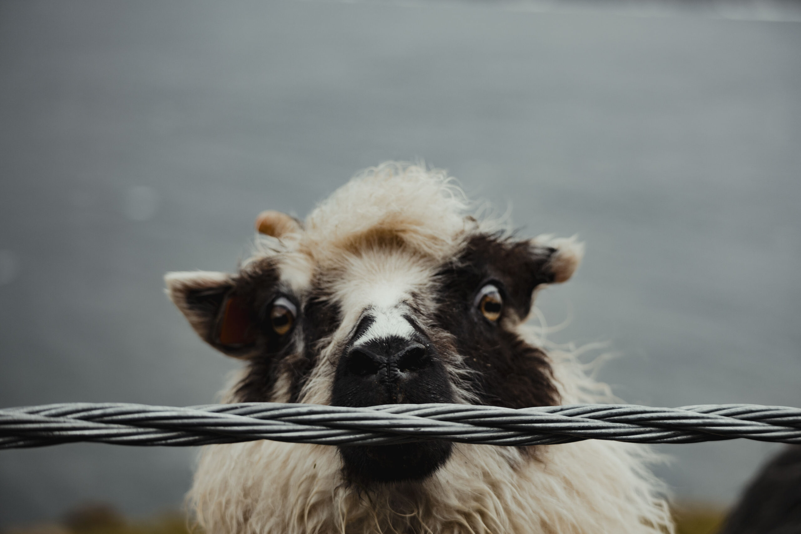 9postcard_faroe_missroofless