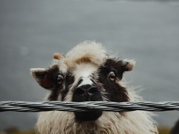 1portrait print_missroofless