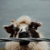 1portrait print_missroofless