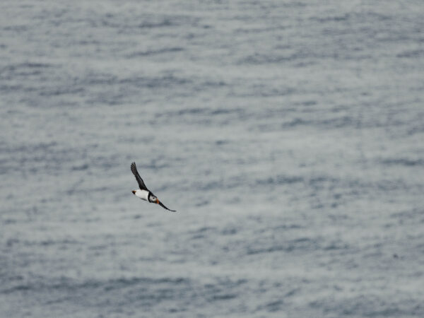 base_jumper_print_missroofless