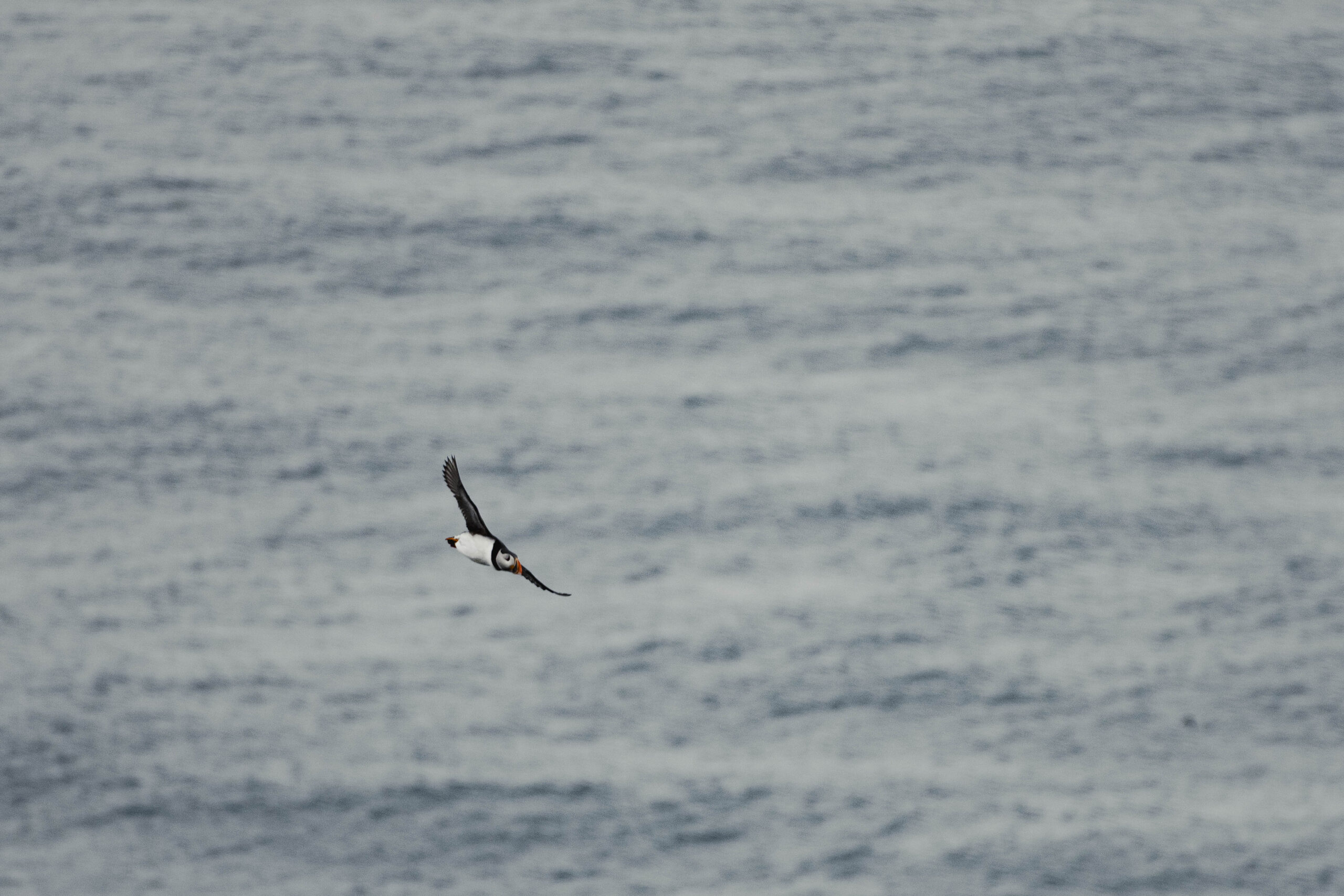 base_jumper_print_missroofless