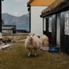 11postcard_faroe_missroofless