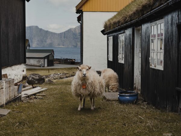 Neighbours_print_missroofless