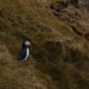 12postcard_faroe_missroofless