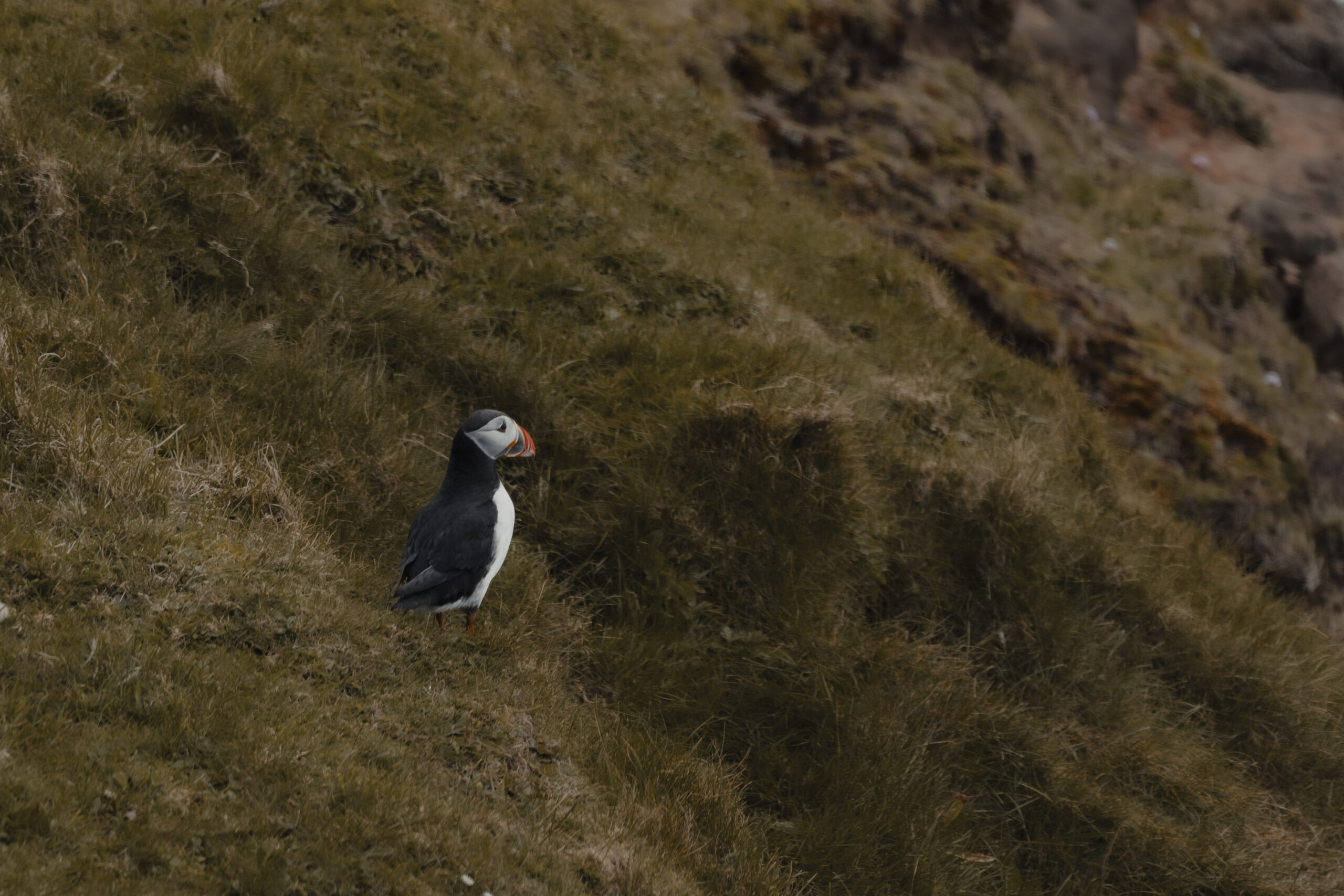 12postcard_faroe_missroofless