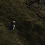 puffin_print_missroofless