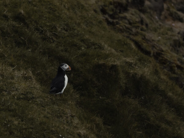 puffin_print_missroofless