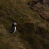 puffin_print_missroofless