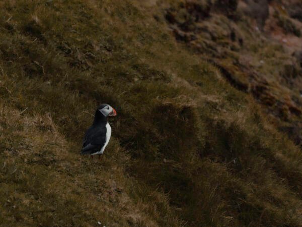 puffin_print_missroofless