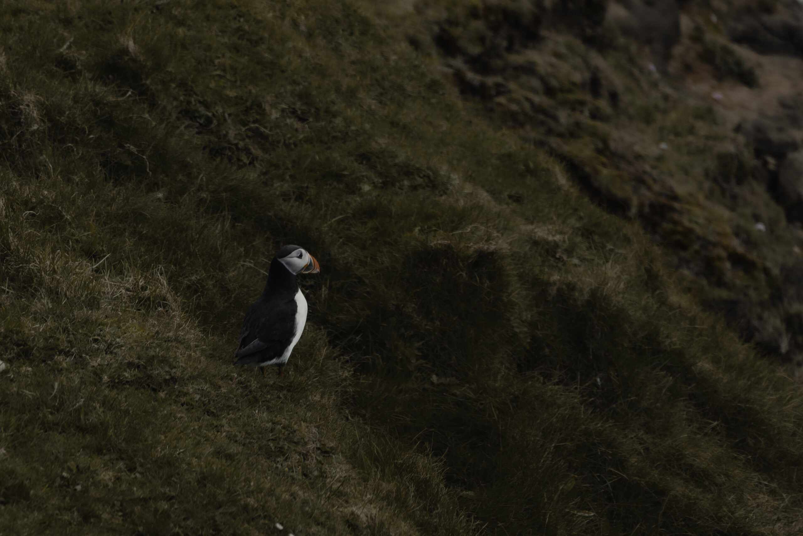 puffin_print_missroofless