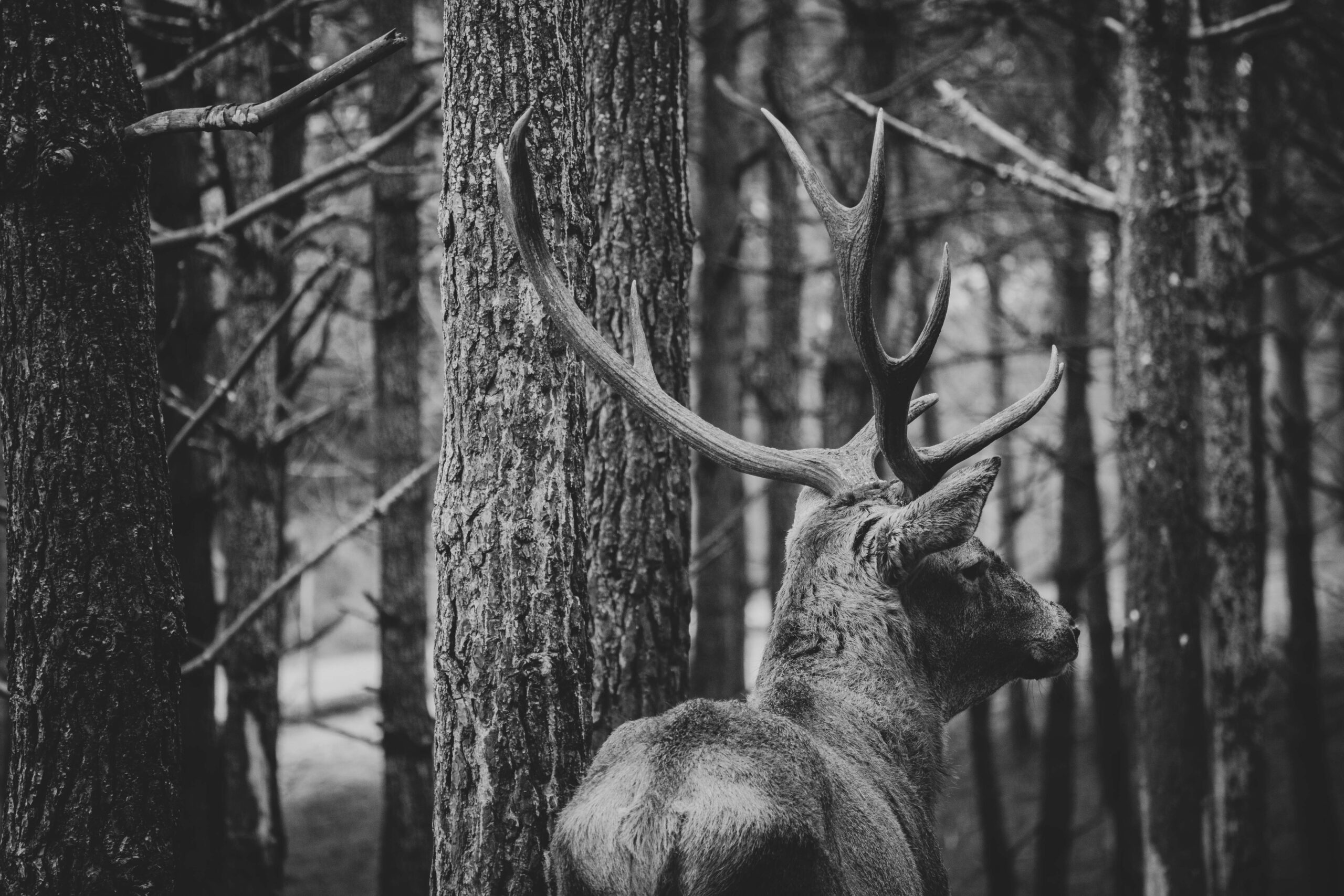 4nazare_postcards_missroofless