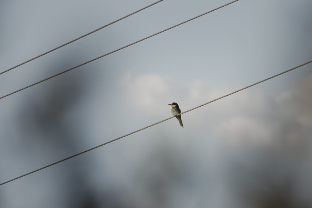 bee eater_missroofless