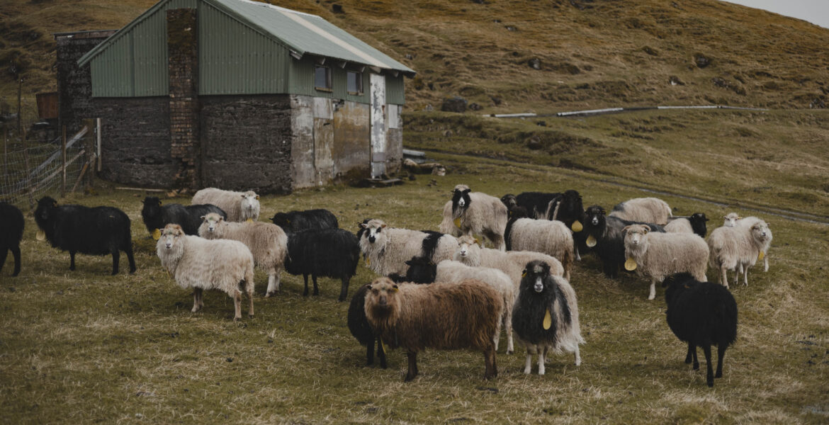 Faroe_Islands_missroofless